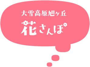 大雪高原旭ヶ丘花さんぽ